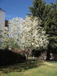 white blossoming tree