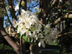 white blossoming tree