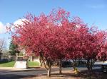 rose blossoming tree