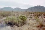 Saguaros