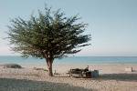 Beach Tree