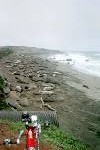 Elephant Seals