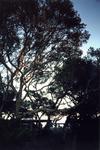 Coastal Oaks