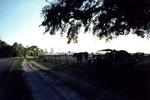 Nuclear Cows