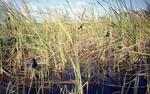 Sawgrass Birds