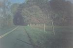 Tree Tunnel